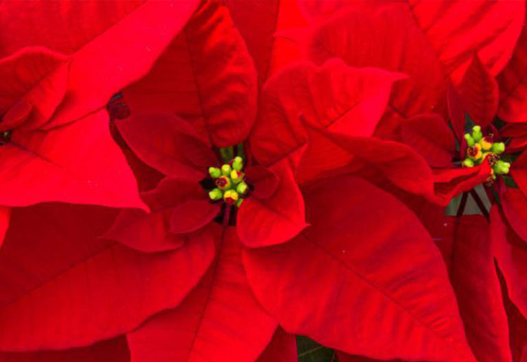 The Christmas Plant – Poinsettia