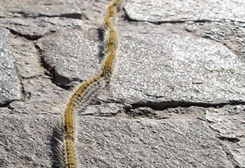 Pine-Processionary-Caterpillar