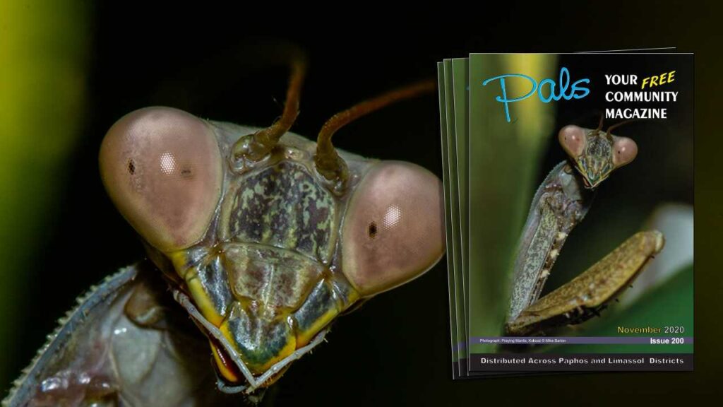 Pals Magazine November 2020 Issue