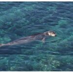 seals
