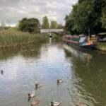 ducks-trailing-alongside-boaters-225×300-1