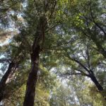FOREST-N-LOVE-1024×766-1