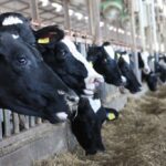 cows-5-1024×683-1