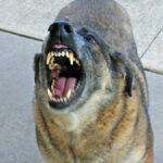 Dog-bite
