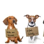 The-Dog-Show-will-feature-a-parade-of-rescue-dogs-looking-for-their-forever-homes-not-usage-rights-free-but-from-an-obsure-website-should-be-okay-1024×356-1
