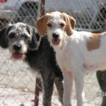 feature-pic-for-dog-shelter-story-1024×902-1