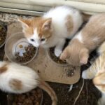 ABANDONES-KITTENS-WHICH-WILL-FIND-A-HOME-WITH-THE-ASSOCIATIONS-HELP-1024×768-1