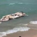 Dead-spermwhale-Israel-1