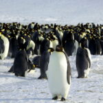 Emperor-penguins-are-seen-in-Dumont-dUrville-Antarctica-1024×679-1