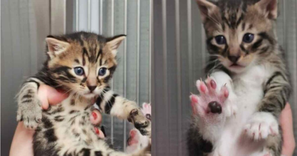 Animal Rescue Cyprus