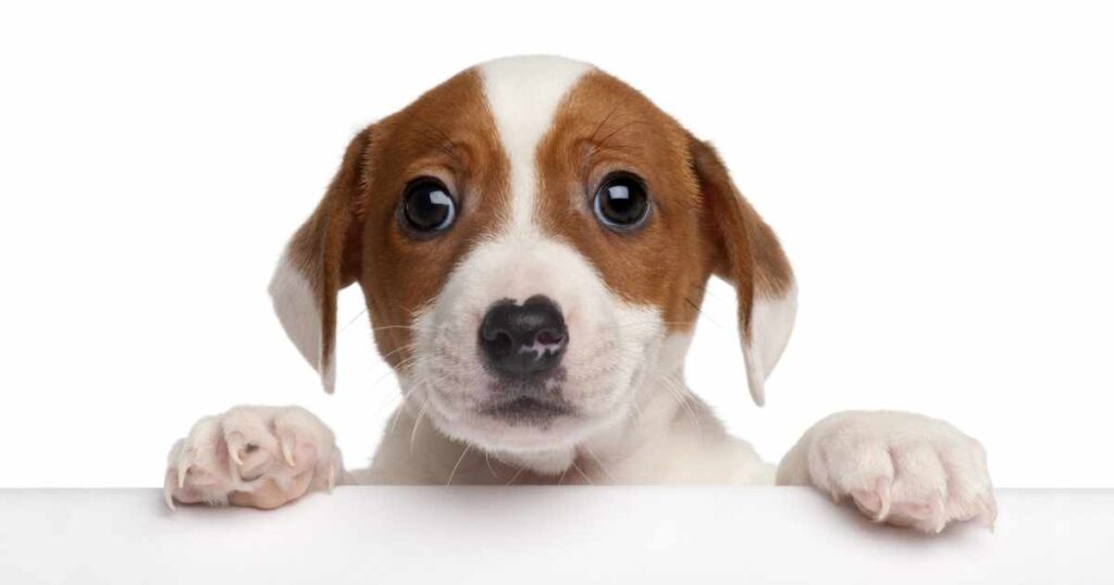 Animal Rescue Cyprus