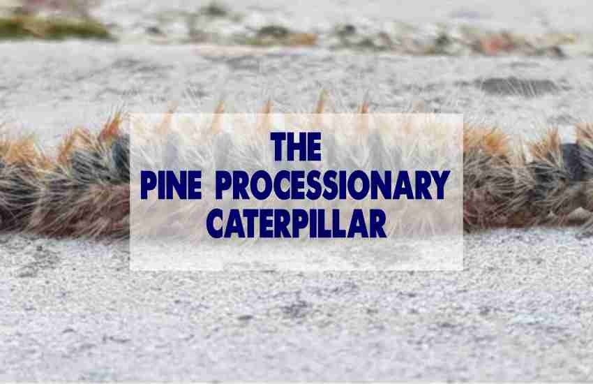 The Pine Processionary Caterpillar