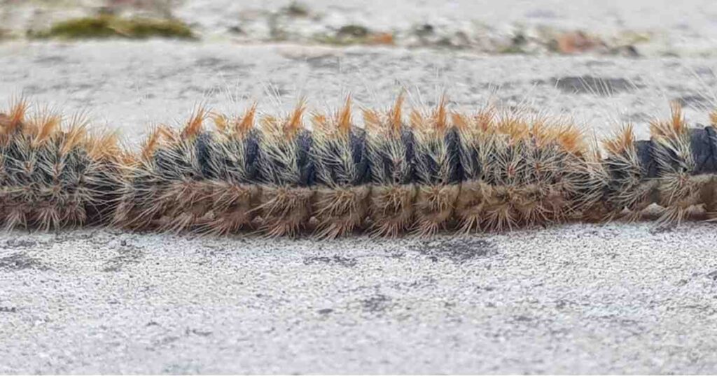 The Pine Processionary Caterpillar