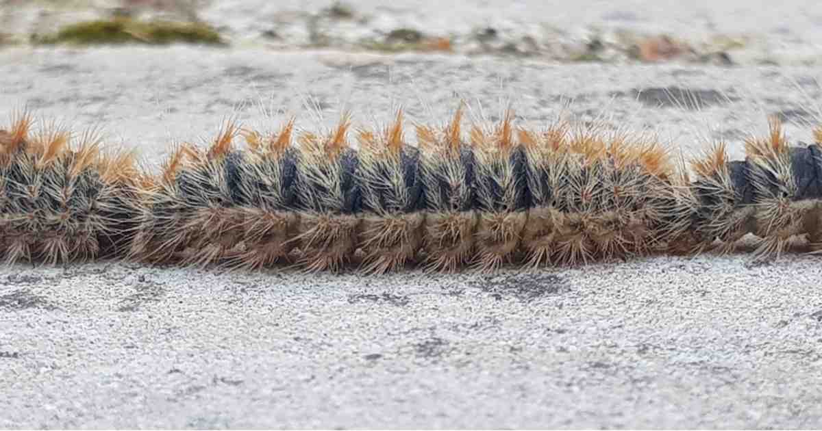 The Pine Processionary Caterpillar Pals Magazine Cyprus