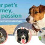 elite pet relocation pic