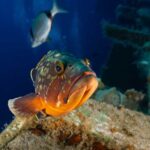 Dusky grouper – Epinephelus marginatus