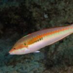 Mediterranean ornate wrasse – Coris julis