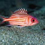 squirrel fish. Sargocentron rubrum