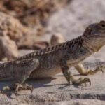 cyprus lizards