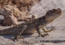 Cyprus’ Hidden “Dragons”: A Guide to the Island’s Lizards cyprus lizards