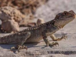 cyprus lizards