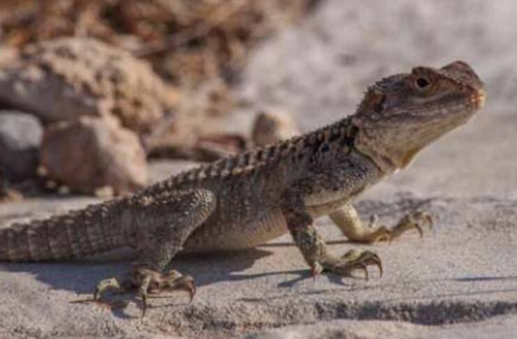 cyprus lizards