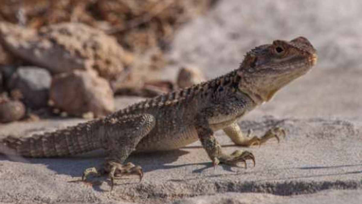 cyprus lizards